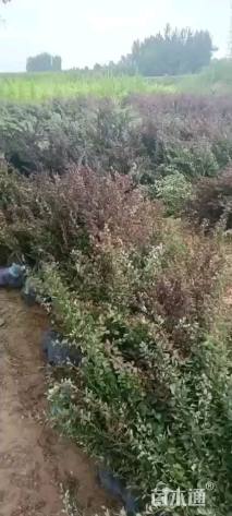 高度30厘米红叶小檗