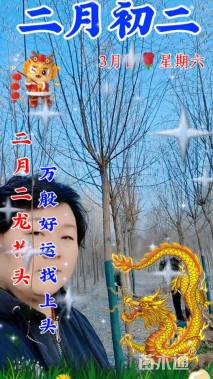 8公分柳树