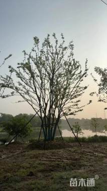 60公分丛生朴树