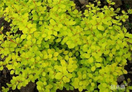 高度30厘米金叶小檗