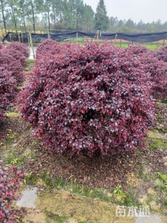 冠幅150厘米红花继木球