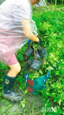150厘米爬山虎