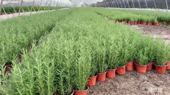 高度20厘米迷迭香