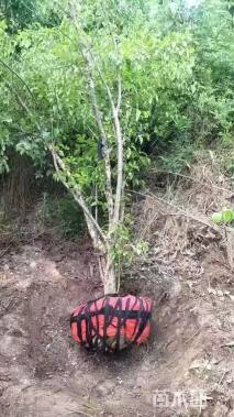 高度400厘米山茱萸