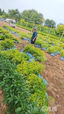 高度60厘米金叶女贞