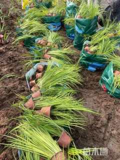 高度20厘米金叶石菖蒲