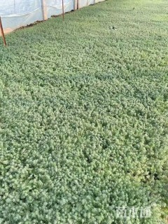 高度20厘米宿根亚麻