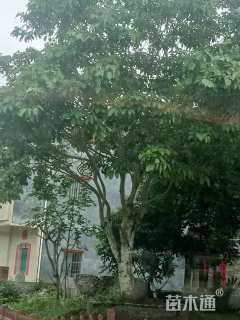 高度600厘米绣球