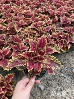 高度20厘米彩叶草