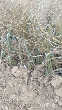 高度100厘米东北连翘