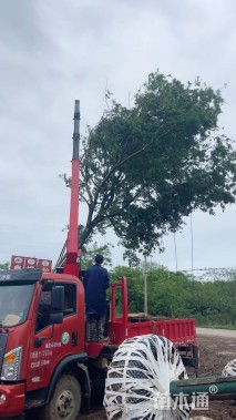 25公分朴树