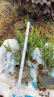 高度30厘米龟甲冬青