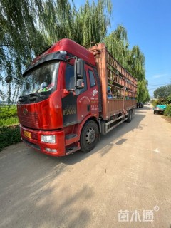 高度40厘米芙蓉葵