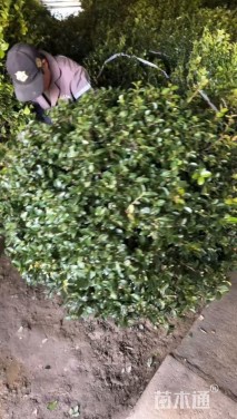 冠幅100厘米茶梅球