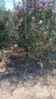 高度250厘米木槿