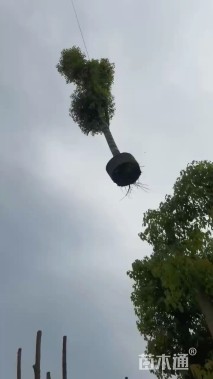 12公分香樟