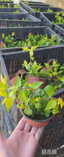 高度10厘米大花六道木