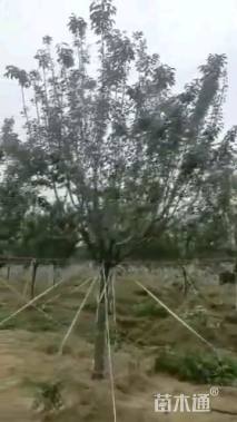 12公分染井吉野樱