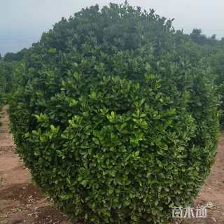 冠幅250厘米大叶黄杨球