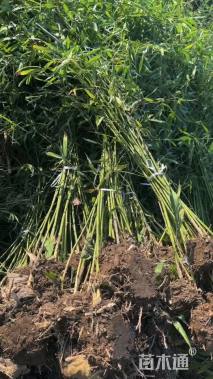 地栽苗早园竹