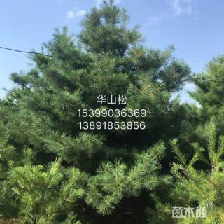 高度650厘米华山松
