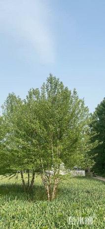 高度500厘米丛生河桦