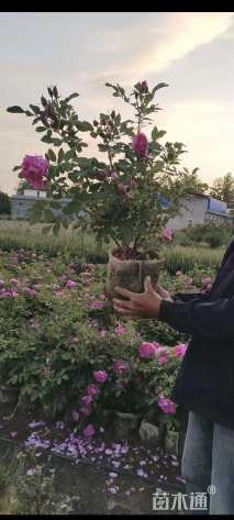 高度50厘米大花月季