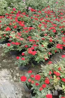 高度40厘米月季