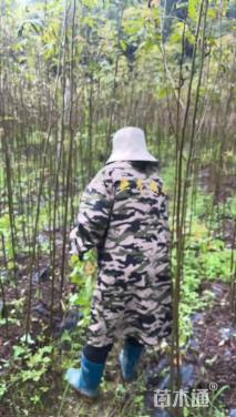 1公分青钱柳