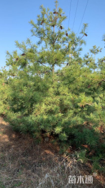 高度300厘米华山松
