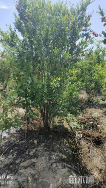 高度300厘米花石榴