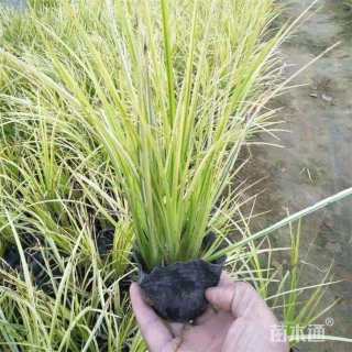 高度23厘米石菖蒲