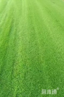 草卷状剪股颖