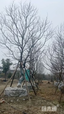 25公分乌桕