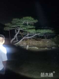 高度350厘米油松