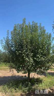 16公分绚丽海棠