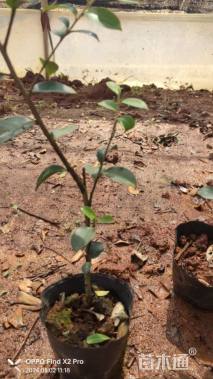 高度32厘米茶梅