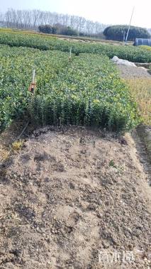 高度50厘米大叶黄杨