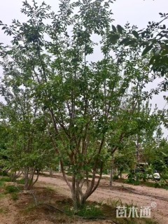 高度600厘米丛生流苏