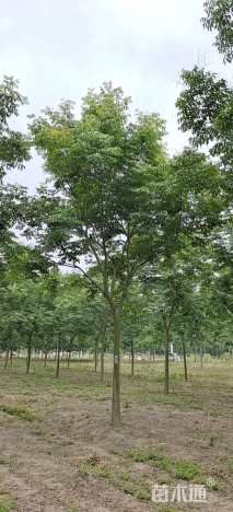 15公分黄山栾树