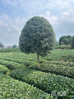 10公分桂花