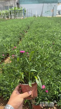 高度20厘米荷兰菊