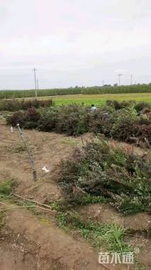 高度40厘米红叶小檗