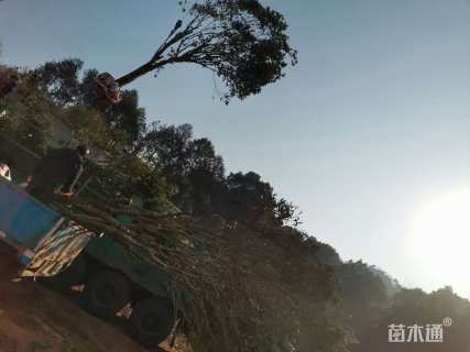 18公分桂花