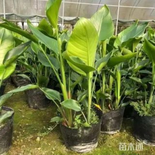 高度50厘米天堂鸟