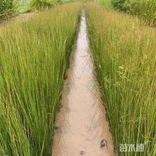 高度25厘米灯心草