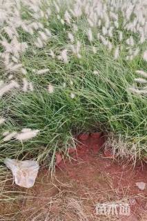 高度30厘米小兔子狼尾草