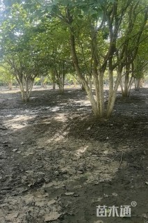 高度450厘米丛生暴马丁香