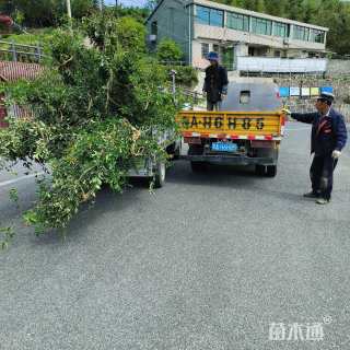 11公分垂丝海棠