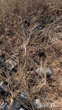 高度40厘米平枝栒子